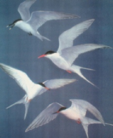 Terns at Cemlyn